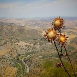 adidas Tiro 23 Trainingshose Herren